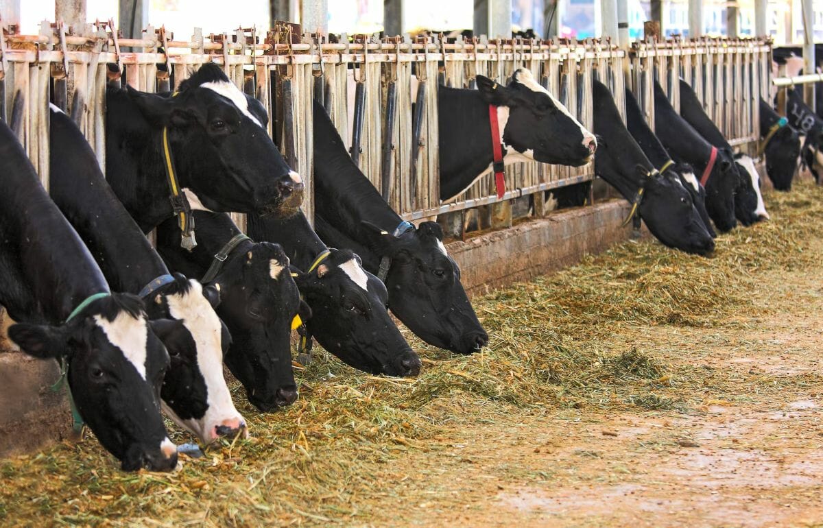 Kühe auf einer Farm in Israel