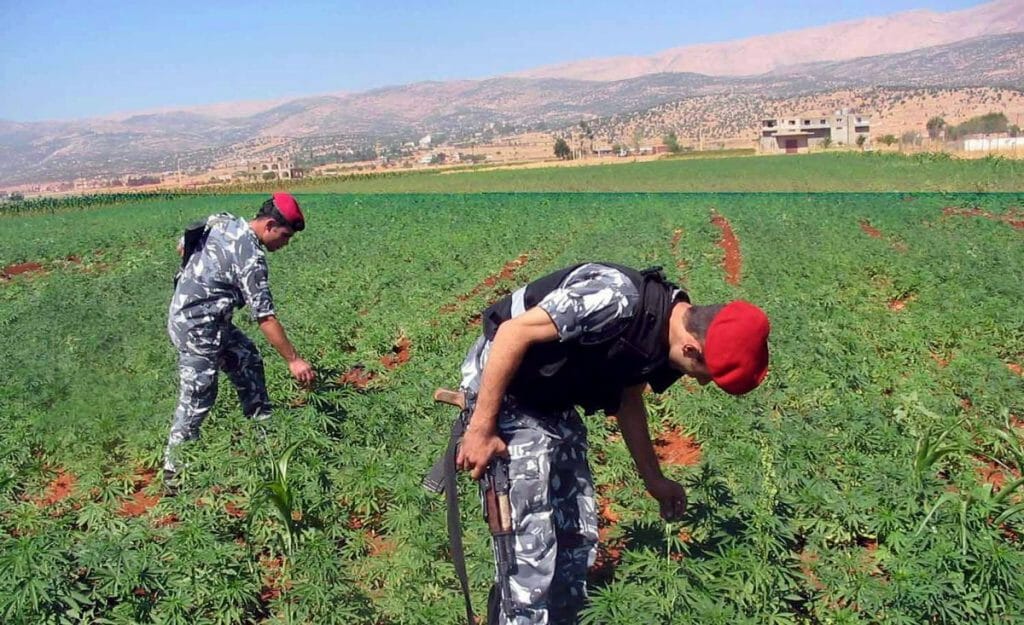Im Libanon soll der Cannabisanbeu für medzinische und industrielle Zwecke legalisiert werden