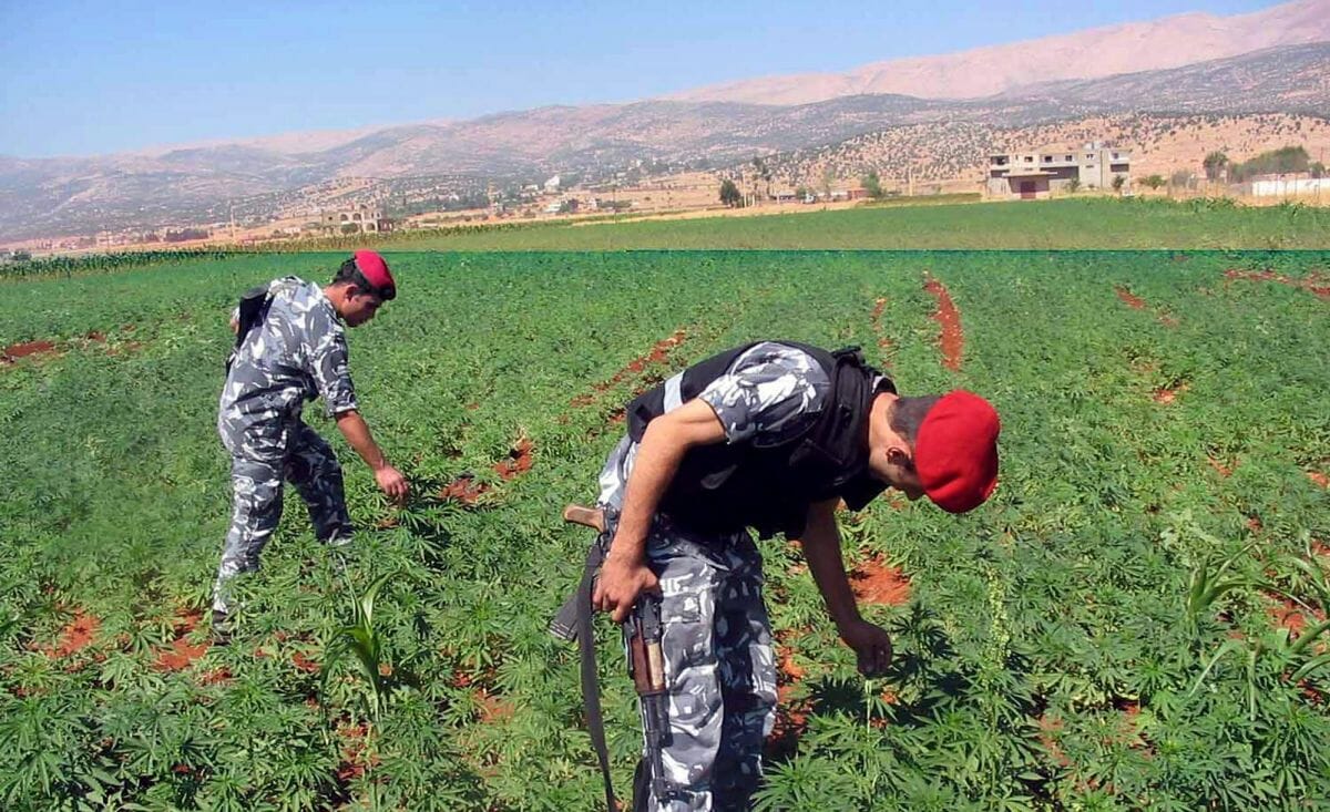 Im Libanon soll der Cannabisanbeu für medzinische und industrielle Zwecke legalisiert werden