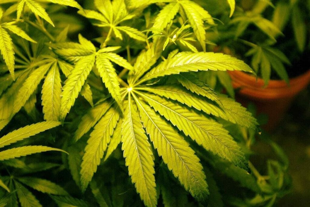 In Marokko künftig erlaubt: der Anbau von Cannabis. (© imago images/ZUMA Wire)