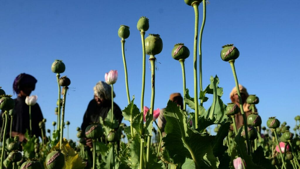 Taliban verbieten den Anbau von Mohn in Afghanistan