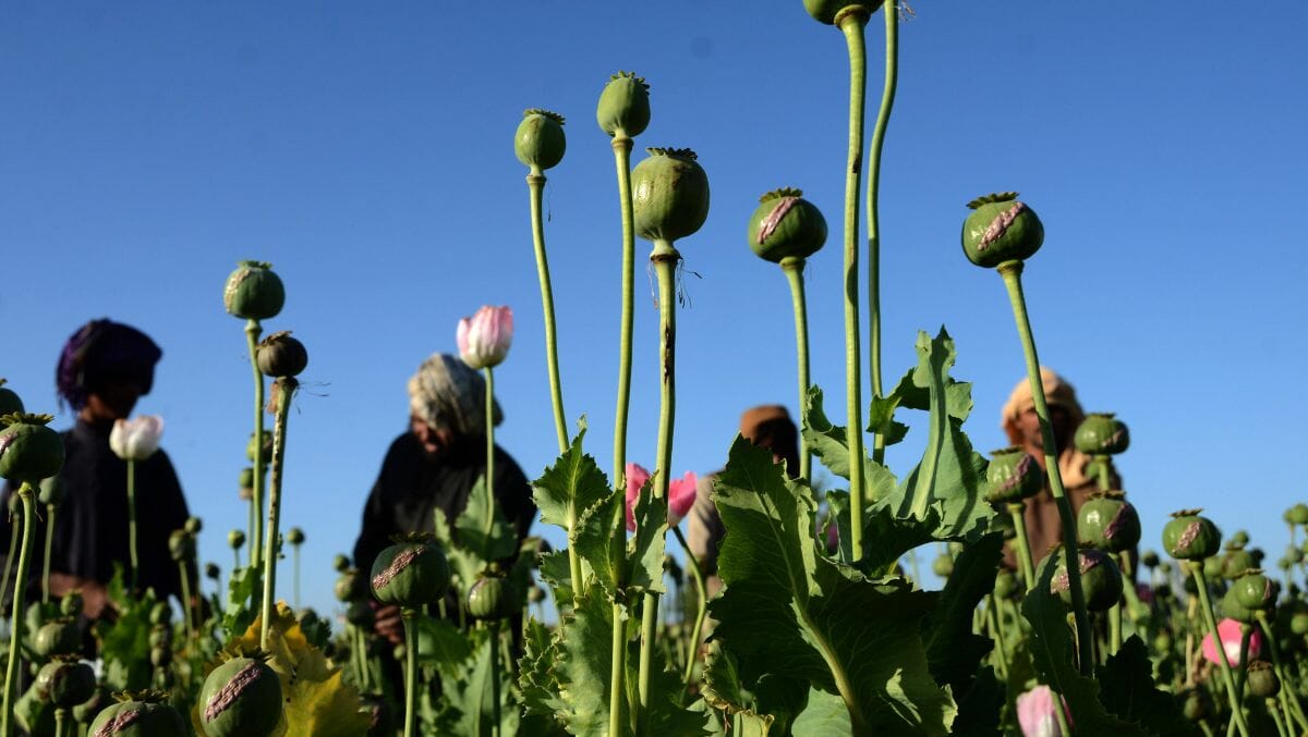 Taliban verbieten den Anbau von Mohn in Afghanistan