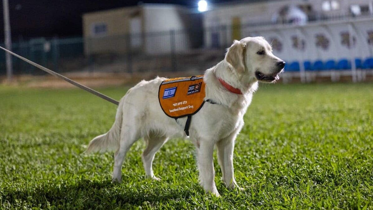 Ein der Psychotrauma-Hund von United Hatzalah beim Training