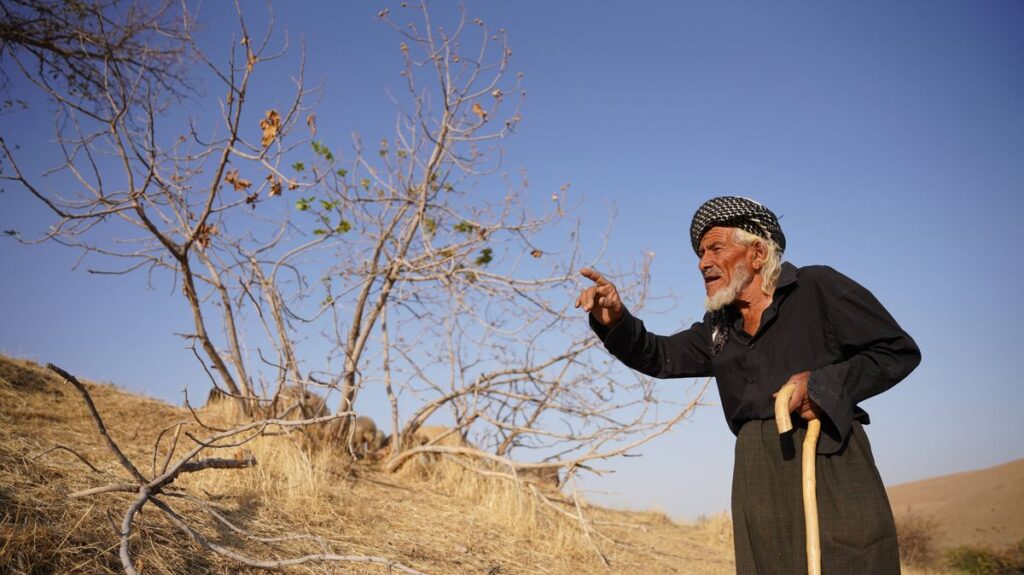 Klimawandel und Dürre setzen dem ohnehin spärlichen Baumbestand im Irak weiter zu